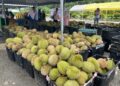 Setengah juta pokok musang king ‘berbuah’ 2027