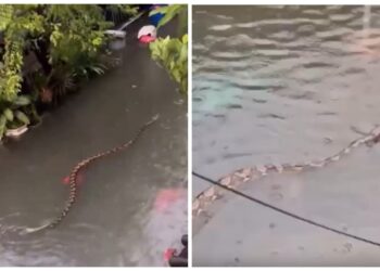 Jaga-jaga, ular sawa berenang dalam banjir