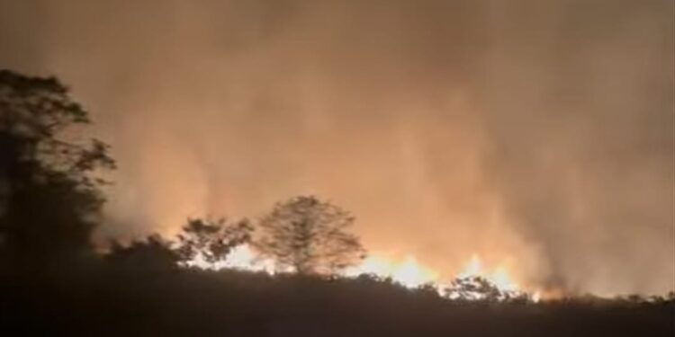 [VIDEO] Lebih 4 hektar hutan simpan terbakar di Banting