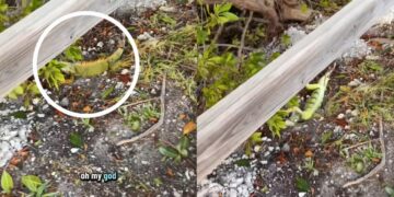 [VIDEO] Suhu sejuk ratusan iguana jatuh dari pokok