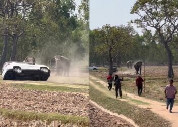 Gajah turun minyak, diganggu semasa mengawan