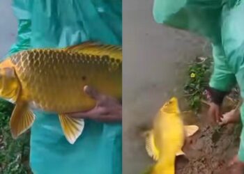 Bimbang ditimpa musibah, pemancing lepaskan ikan emas