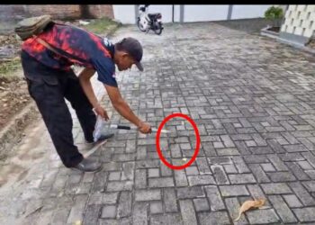 Penduduk resah, 6 anak King Cobra berkeliaran 