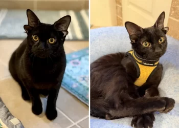 Anak kucing empat telinga popular