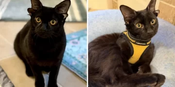 Anak kucing empat telinga popular