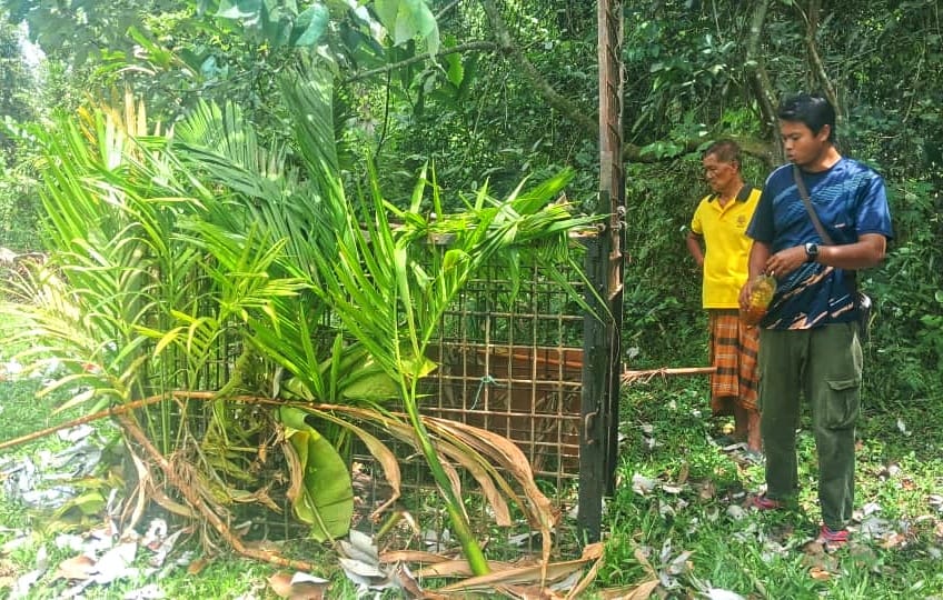 Beruang matahari ‘kenduri’ kelapa