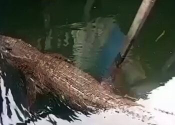 Budak 11 tahun diintai buaya sebelum parah dibaham