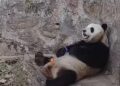 Panda leka main telefon, ‘malas’ layan pengunjung