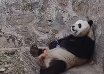 Panda leka main telefon, ‘malas’ layan pengunjung