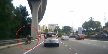 [VIDEO] ‘Kerbau siapa ni, berjalan sampai Damansara’