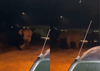 [VIDEO] Gajah dengar cakap mak-mak halau suruh balik
