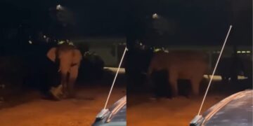 [VIDEO] Gajah dengar cakap mak-mak halau suruh balik