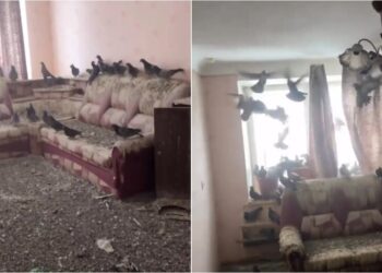 3 tahun terlupa tutup tingkap, rumah jadi sarang merpati 