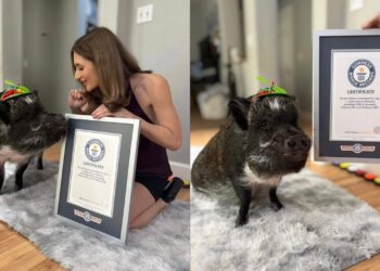 Babi paling popular dunia ada 1.1 juta pengikut Instagram