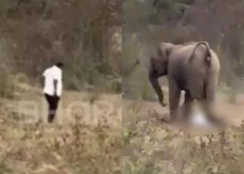 Lelaki dipijak gajah semasa pulang ke kampung