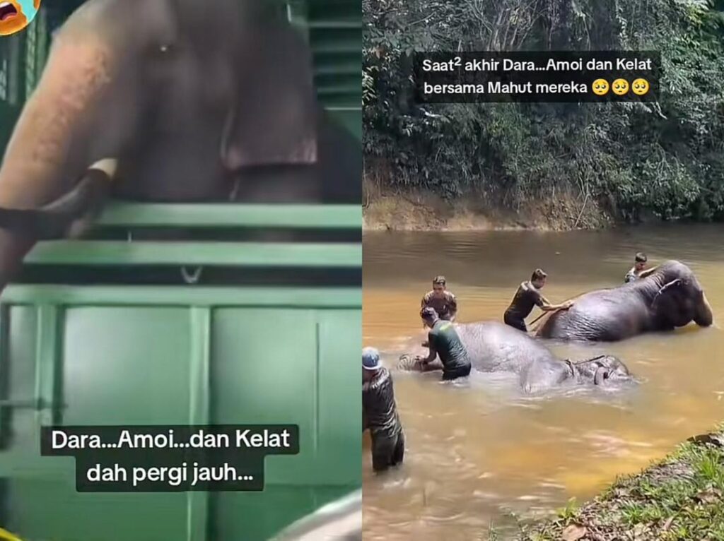 Pengurusan Zoo Taiping ke Jepun bulan depan pantau Dara, Amoi dan Kelat
