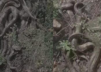 Ingatkan akar, rupanya kawanan ular sawa gergasi