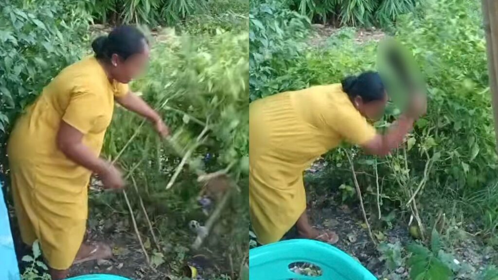 Berang cili sering dipetik jiran, wanita tebas semua pokok