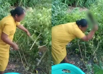 Berang cili sering dipetik jiran, wanita tebas semua pokok