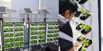 Teknologi IoT dalam tanaman hidroponik