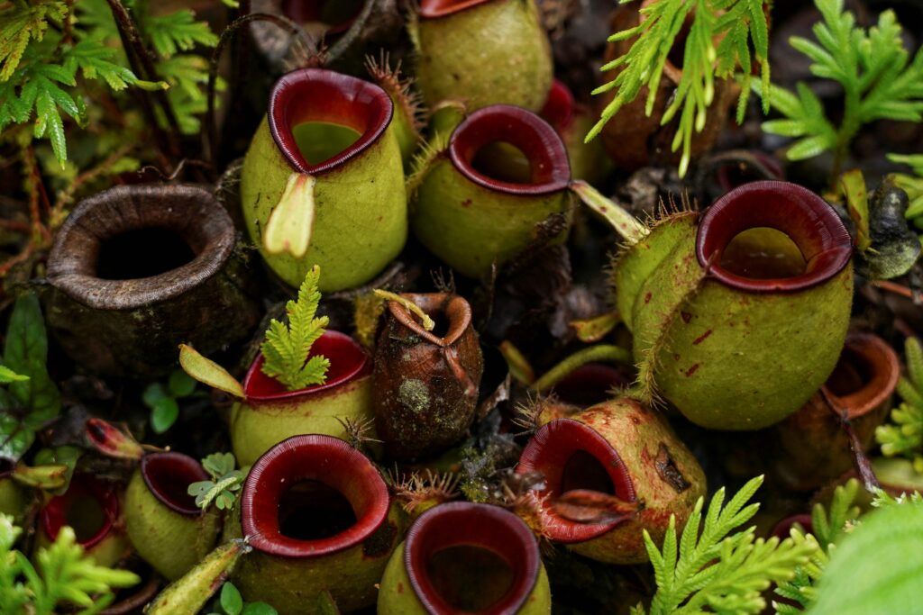 Lemang periuk kera sedap, tapi ganggu ekosistem