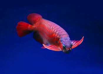Penghantar barang buang arowana pelanggan harga RM4,600