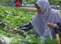 ‘Jika duduk rumah teres digalak tanam sayur’