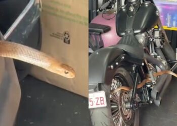 Ular berbisa melingkar bawah motosikal