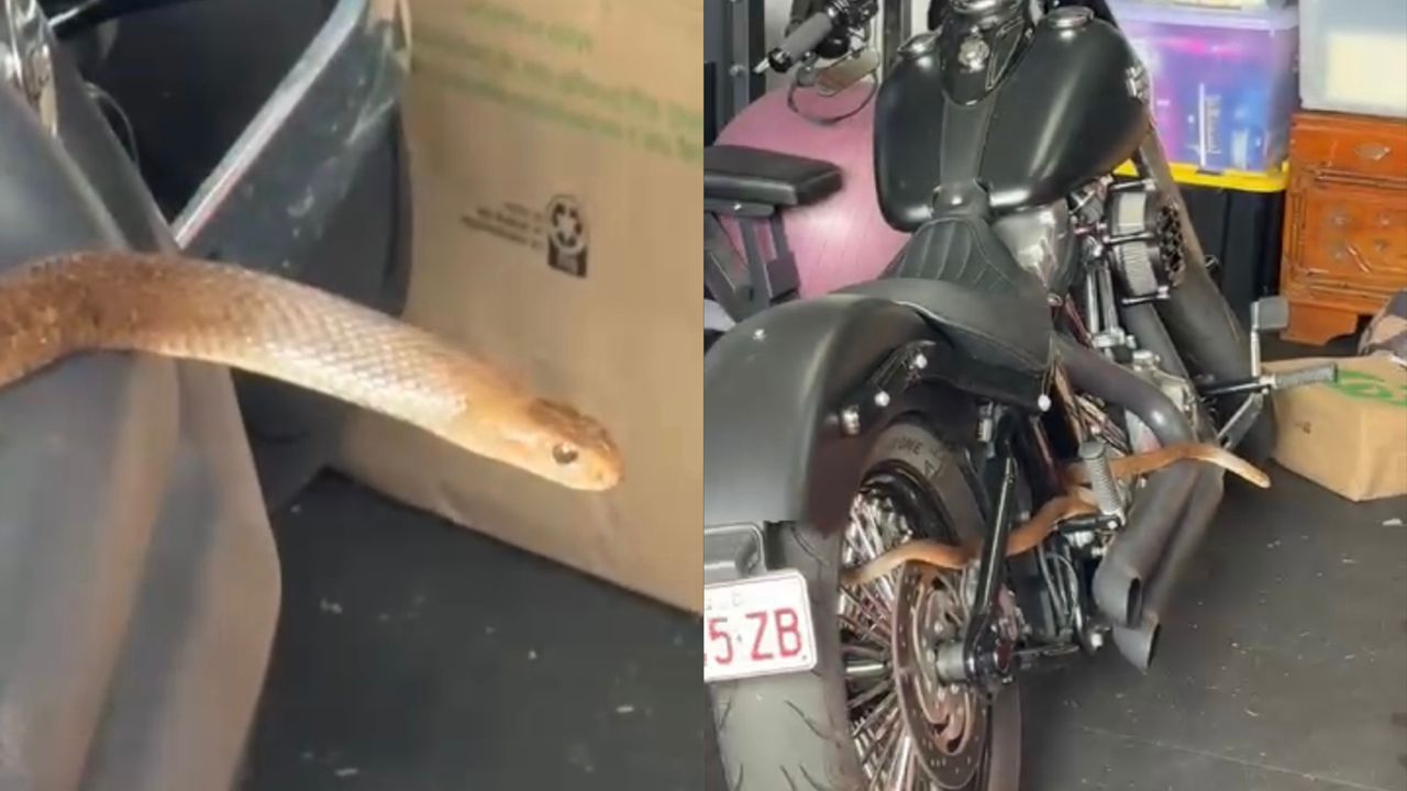 Ular berbisa melingkar bawah motosikal