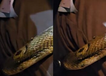 Pemandu terkejut, ular tedung berlingkar di atas peha 