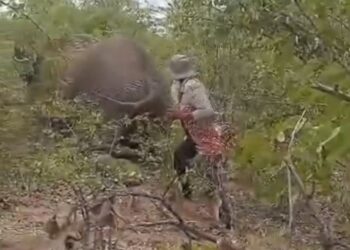 Bergurau tarik ekor gajah, wanita maut kena pijak