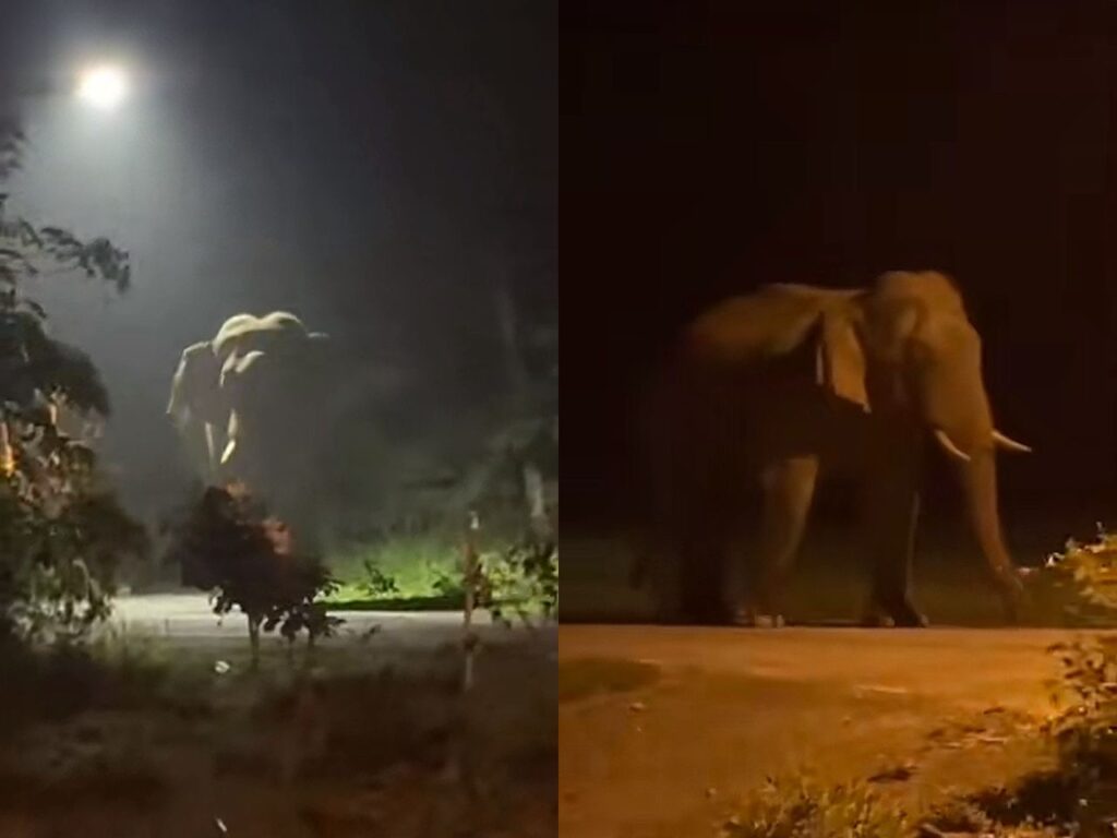 [VIDEO] Gajah ‘gergasi’ bersiar-siar di jalan