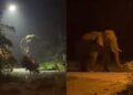 [VIDEO] Gajah ‘gergasi’ bersiar-siar di jalan