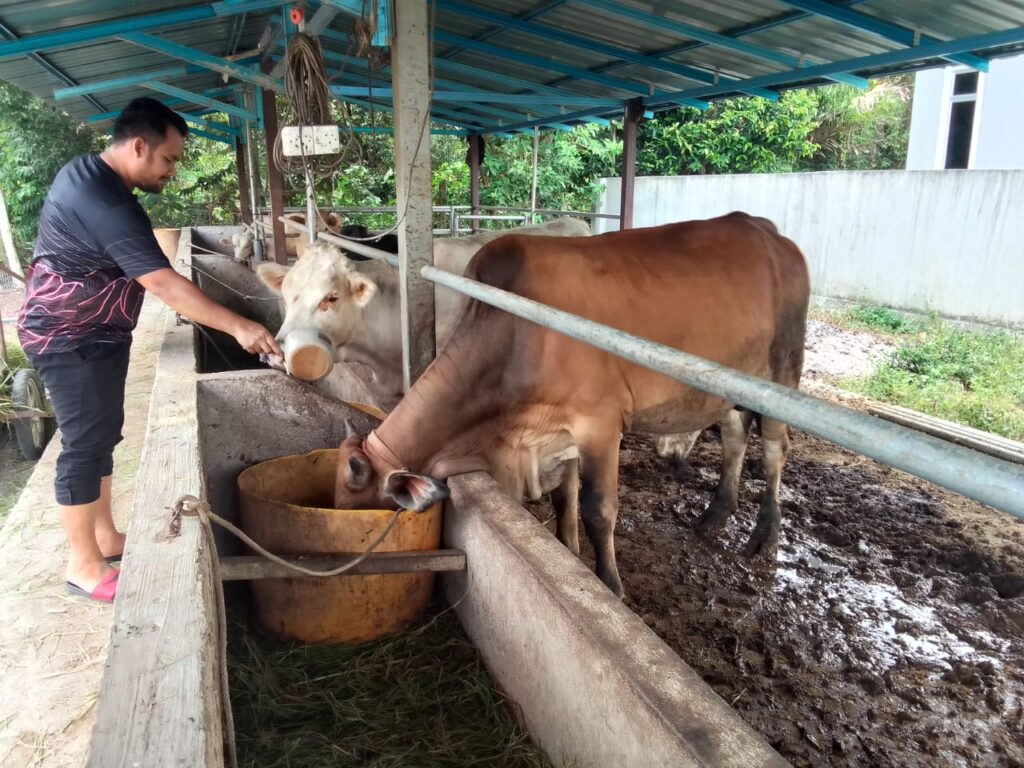 Lembu pun mati tidak tahan panas