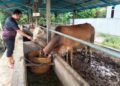 Lembu pun mati tidak tahan panas
