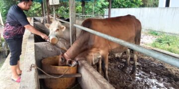 Lembu pun mati tidak tahan panas