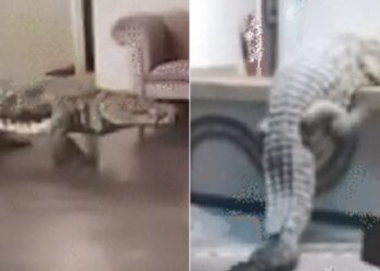 Tetamu terkejut, buaya buat apa dalam hotel mewah?