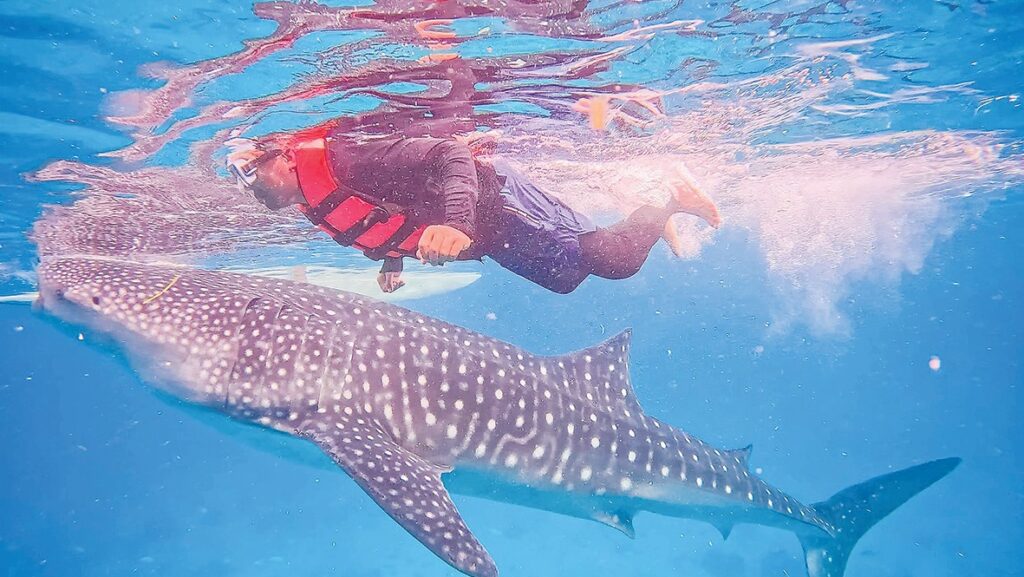 Berenang bersama jerung paus di Cebu