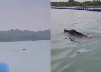 Kusangka buaya, rupanya babi hutan berenang
