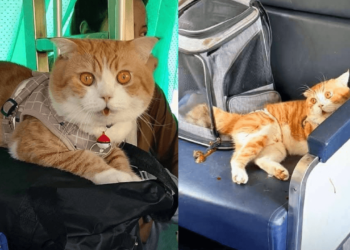 ‘Oyen’ disalahkan, jadi punca kereta api lewat tiba