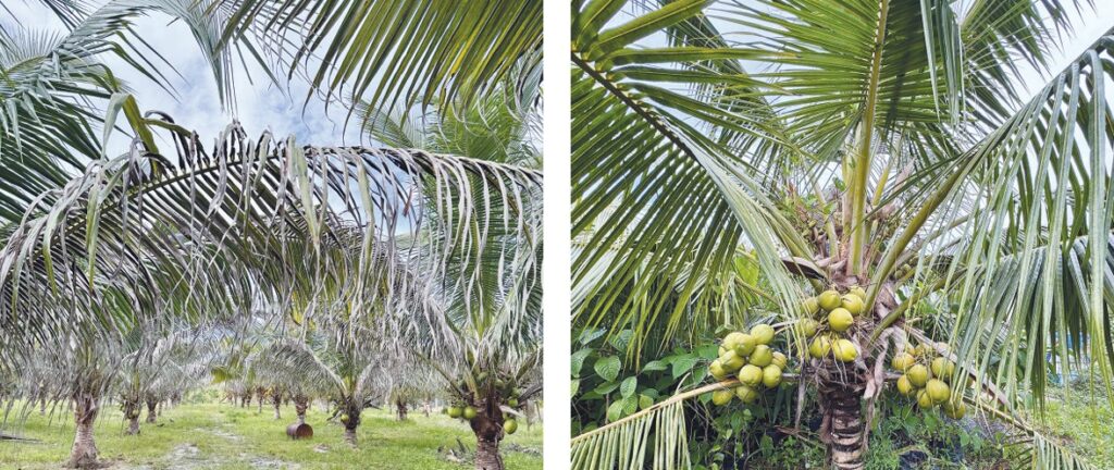 Baja IWK: Alternatif bagi pekebun kecil