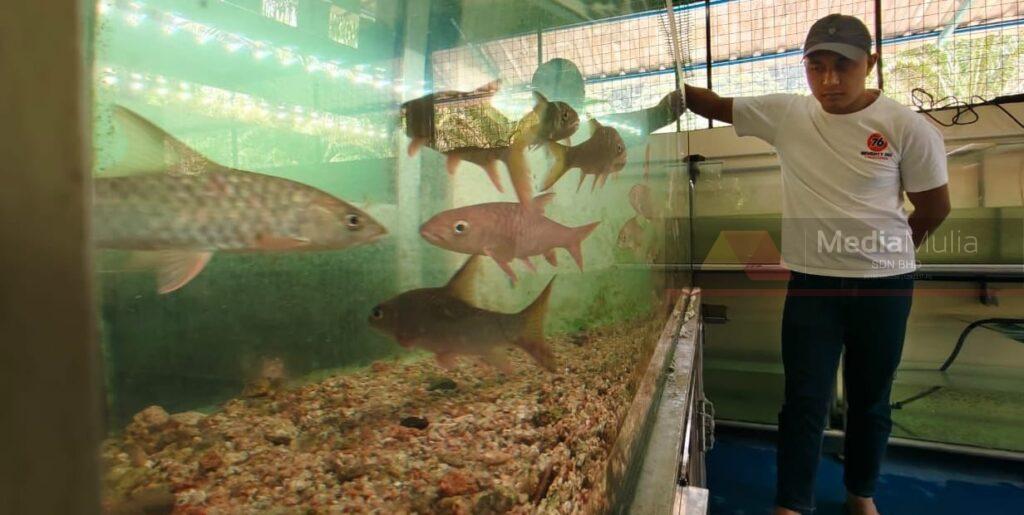 Ikan kelah ‘naik darjat’ jadi hiasan