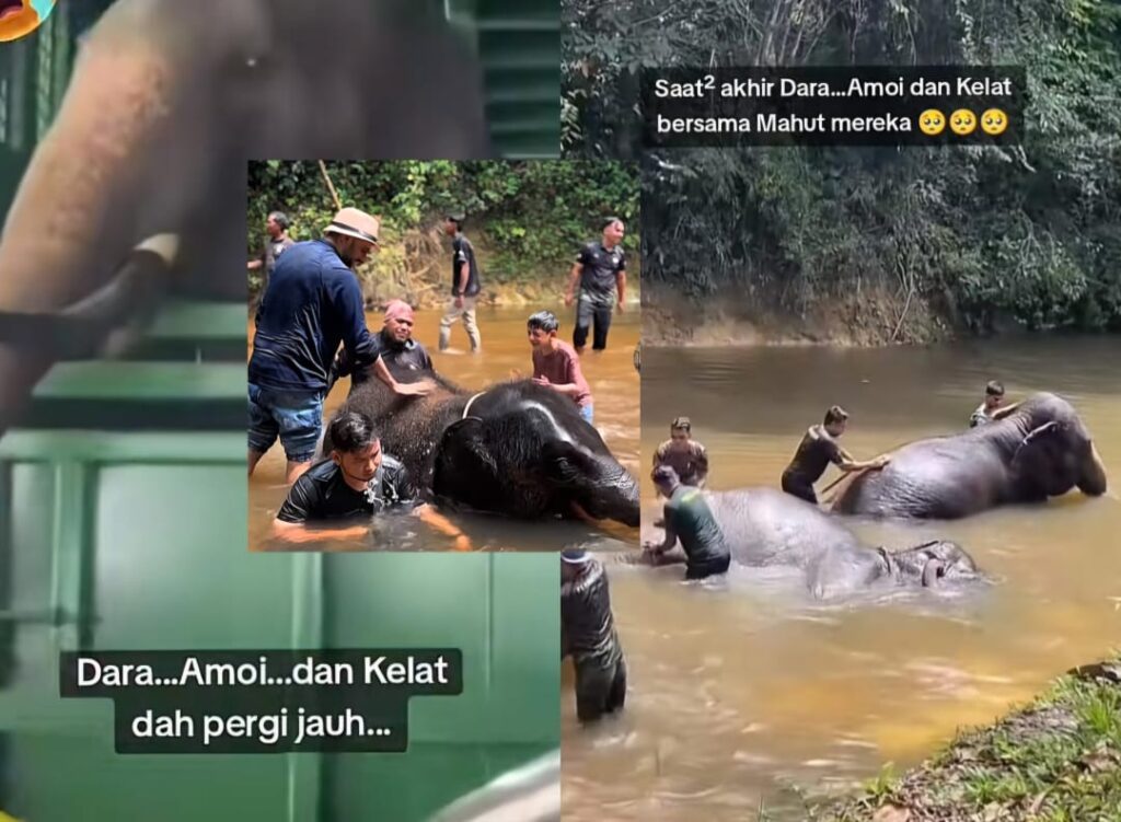 [VIDEO] ‘Tengok Mekna gembira, sedih teringat Dara, Amoi dan Kelat di Jepun’
