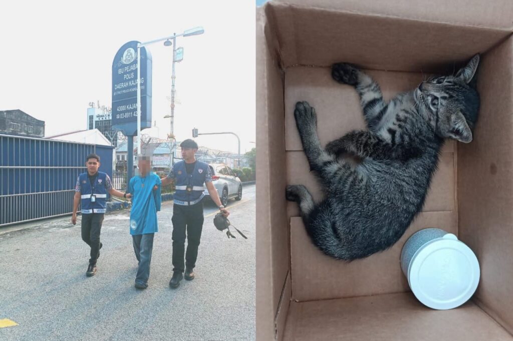 Padah campak anak kucing berulang kali
