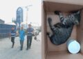 Padah campak anak kucing berulang kali