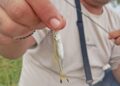 Tanago, seni halus dalam dunia memancing