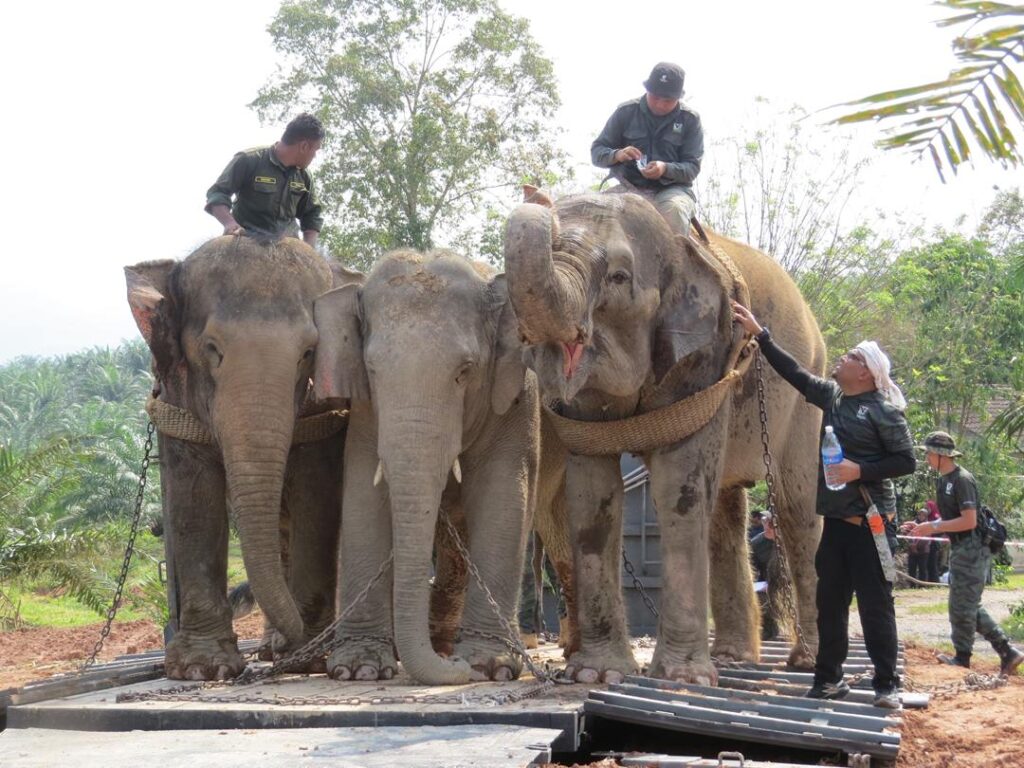 Dua gajah rosakkan tanaman penduduk Felda Aring 10 dan 11 ditangkap