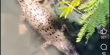 [VIDEO] Anak buaya ‘bersidai’ dalam longkang di Port Dickson