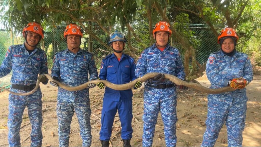 Cuaca panas, APM Kuala Terengganu tangkap 632 ular keluar sarang