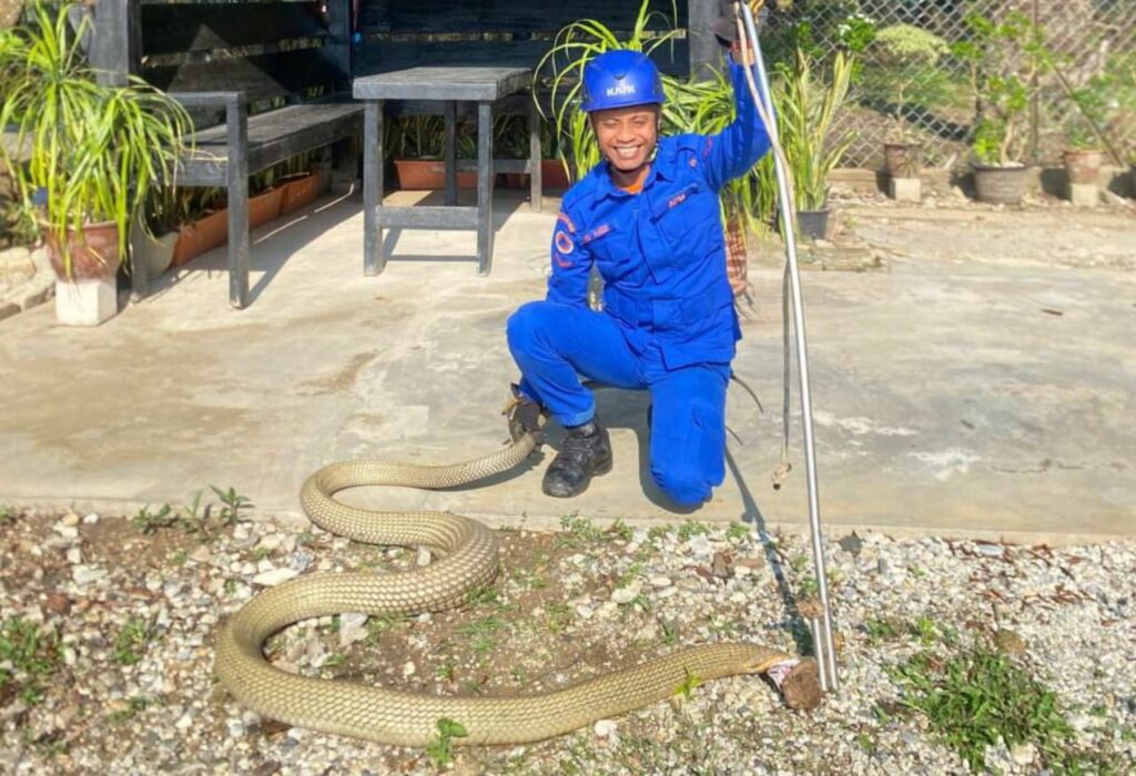 Bau bangkai rupanya ular tedung selar